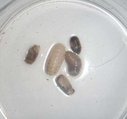 Рис. 5. Личинки Oestrus ovis из лабиринтов решетчатой кости овцы